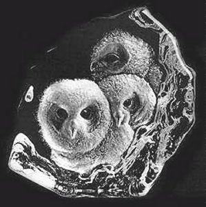 Mats Jonasson Owlets - Crystal Relief Etching - MJ 33537