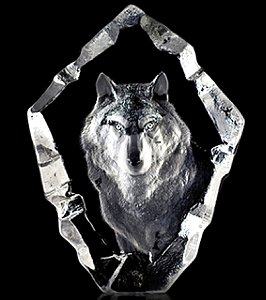 Mats Jonasson Wildlife Wolf