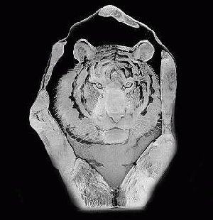 Mats Jonasson -Tiger - MJ 33567