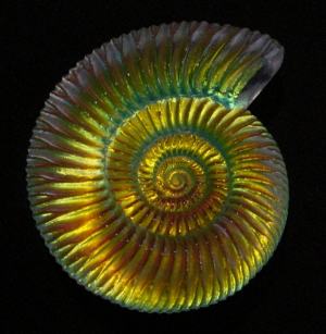 Ammonite Extra Large Dichroic Shell CURRENTLY UNAVAILABLE