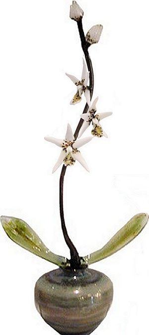 Brassia White Orchid by Eric Edner
