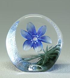 Blue Windflower  - Etched Crystal Flower-MJ 33920SP
