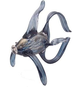 Navy Blue with Gold Accents Angelfish