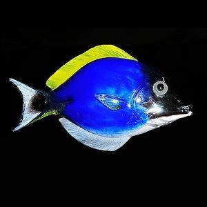 Blue Tang Tropical Reef Glass Fish Sculpture Wall Sculpture