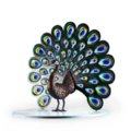 Peacock Ltd Ed