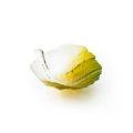 Folia Spring bowl (small)