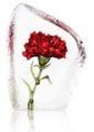 Floral Fantasy Carnation