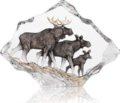 Wildlife Moose Family