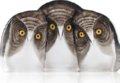 Wildlife Owls