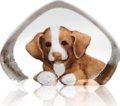 Wildlife Dog (miniature)