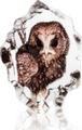 Wildlife Owl (miniature)