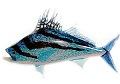 Rooster Fish