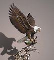 BRONZE EVENING CATCH EAGLE