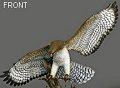 Bronze Red Tail Hawk