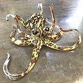 Call of the Wild Octopus by Hopko