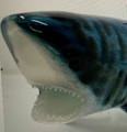 HOPKO ART GLASS GREAT WHITE TIGER SHARK