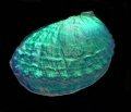 Abalone Dichroic Shell sm