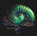 Ammonite Dichroic Shell CURRENTLY UNAVAILABLE