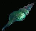 Helix Dichroic Shell CURRENTLY UNAVAILABLE