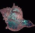 Murex Dichroic Shell CURRENTLY UNAVAILABLE