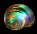 Snail Pointed Dichroic Shell CURRENTLY UNAVAILABLE