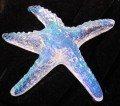 Starfish Small Dichroic CURRENTLY UNAVAILABLE