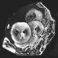 Mats Jonasson Owlets - Crystal Relief Etching - MJ 33537