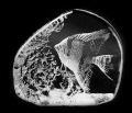 Mats Jonasson Crystal Coral Fish Sculpture 33562