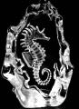 Mats Jonasson Crystal Sea Horse 33614