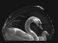 Mats Jonasson Crystal Swans 33314