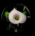 White Calla Lily round Paperweight