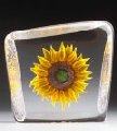 Mats Jonasson Sunflower, Yellow - MJ 33869