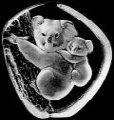 Mats Jonasson Crystal Koala Bear Sculpture  MJ 33362
