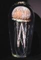Richard Satava Purple Moon Glass Jellyfish Sculpture