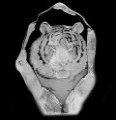 Mats Jonasson -Tiger - MJ 33567