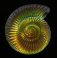 Ammonite Extra Large Dichroic Shell CURRENTLY UNAVAILABLE