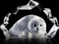 Mats Jonasson Baby Seal- Miniature Etched Glass Sculpture MJ 88100