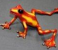 Fire Orange and Yellow Footloose Bronze Frog by Barry Stein