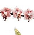 Phaelonopsis Orchid Red by Eric Edner