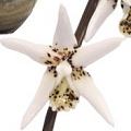 Brassia White Orchid by Eric Edner