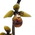 Phaelo Green Orchid by Eric Edner