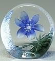 Blue Windflower  - Etched Crystal Flower-MJ 33920SP