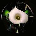 Calla Lily round Paperweight, White, lg, by Scott Bayless