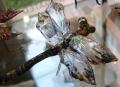 Dragonfly Aurora Borealis, Large