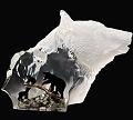 Black Bear Clan, Ltd Ed. by Kitty Cantrell, new for 2010