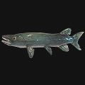 Freshwater Pike Art Glass Fish Sculpture by HOPKO