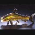 Catfish Art Glass Sculpture by Michael Hopko