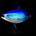 Blue Fin Tuna Art Glass Fish Sculpture by Michael Hopko