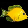 Yellow Tang Tropical Reef Fish Sculpture Wall Sculpture