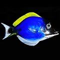 Blue Tang Tropical Reef Glass Fish Sculpture Wall Sculpture